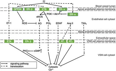 Estrogen Contributions to Microvascular Dysfunction Evolving to Heart Failure With Preserved Ejection Fraction